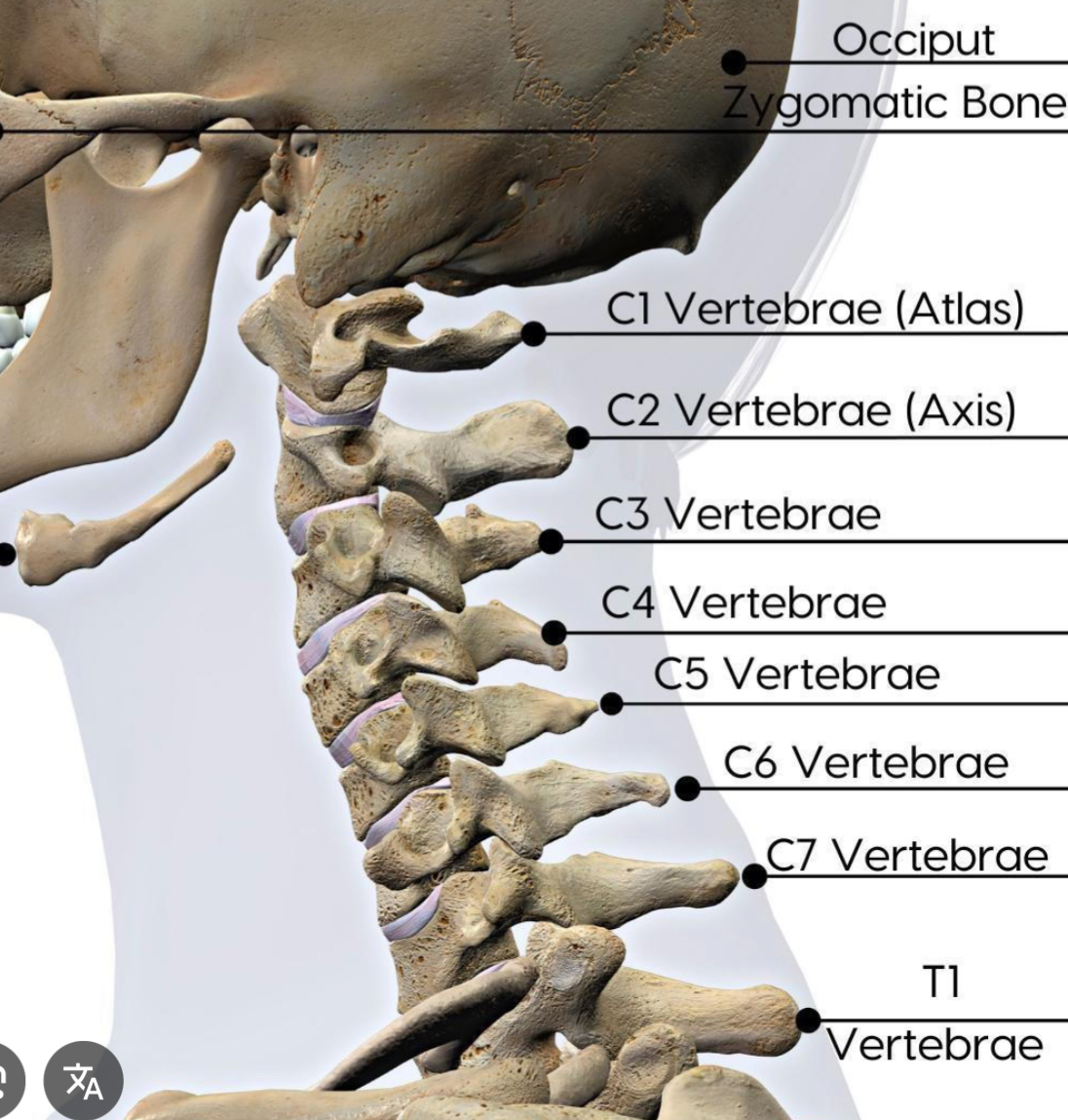 <p>Cervical vertebrae</p>