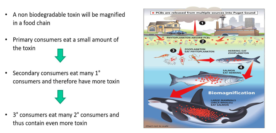 <p>Explain are ddt and microplastics </p>