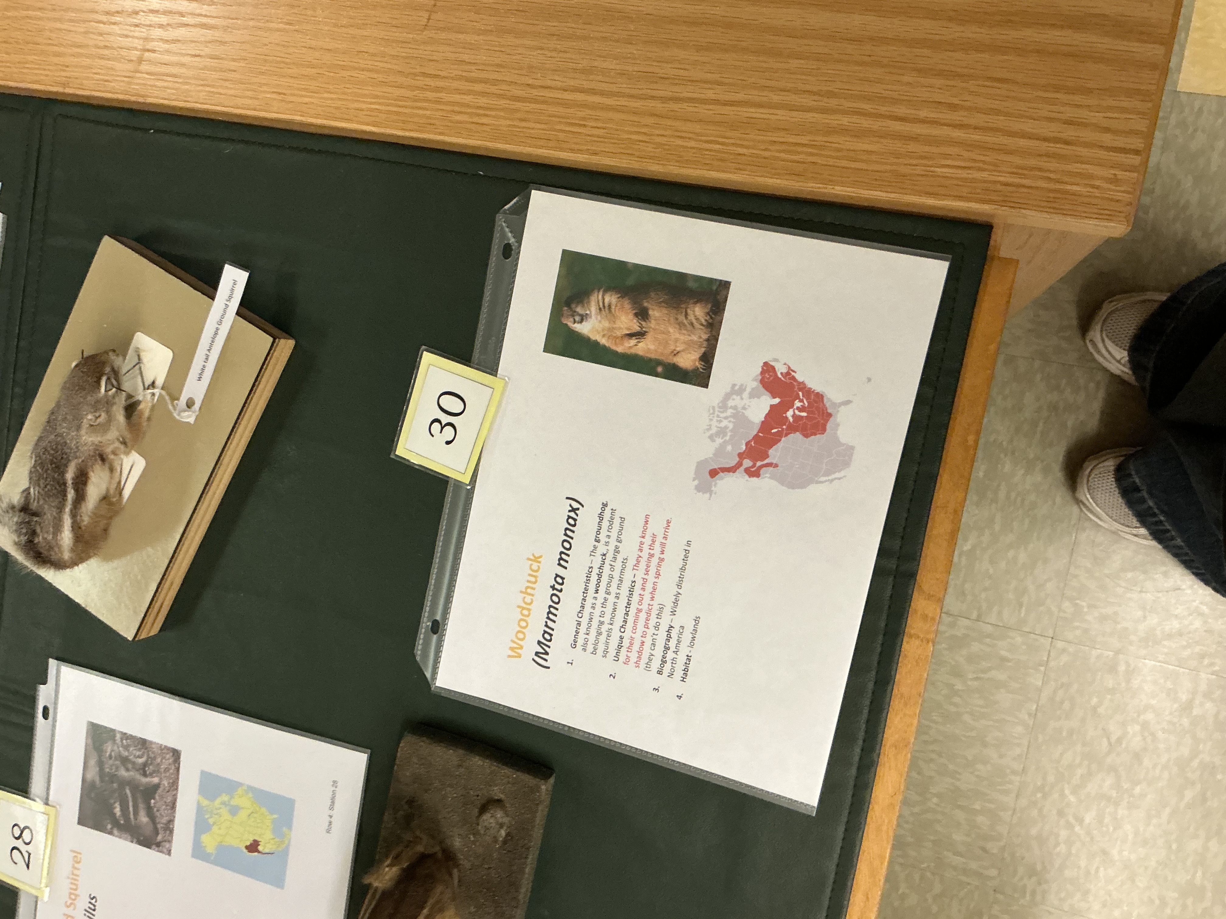 <p>What is the other name for Groundhogs? Why do they build a winter burrow?</p>