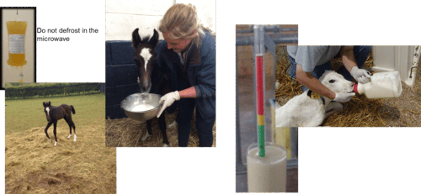 <p>Early intervention (within six hours) is key to preventing FPT:</p><p>- Two feeds of high-quality colostrum via a nasogastric tube (3-4L in first six hours then the target IgG should be over 10g/L at four hours of age)</p><p>- A plasma transfusion from hyperimmunized mares to elevate his IgG levels above the protective threshold (1L split into two and give one 500mls within the first six hours. The target IgG should be over 8g/L at 24 hours of age.</p>