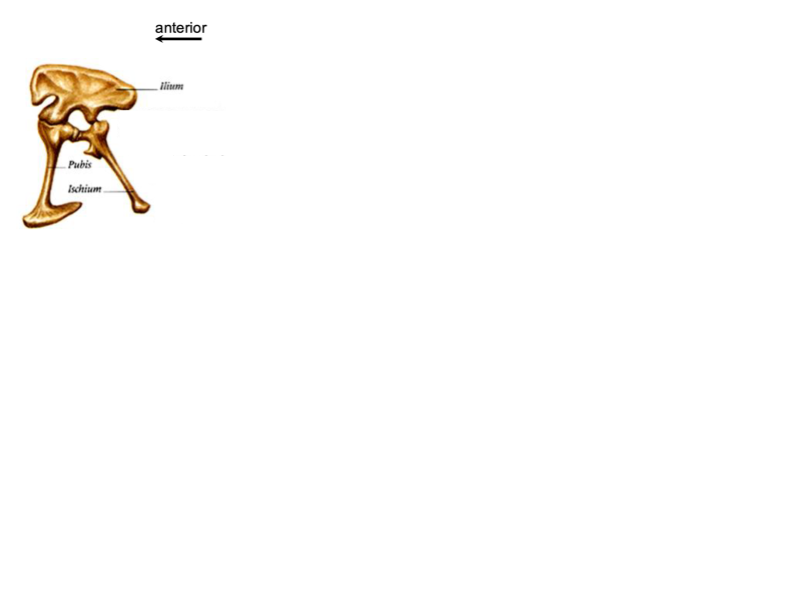 <p>Ornithischian or Saurischian pelvis?</p>
