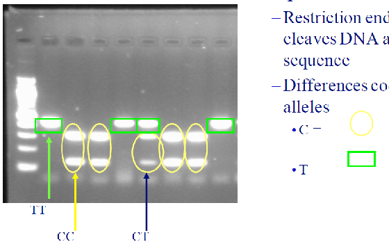 <p><strong>DNA Sequence Differences</strong><br> Restriction endonuclease = enzyme that cuts DNA at a specific sequence<br> Differences in DNA sequences are coded as alleles</p><p><strong>Process</strong><br> PCR amplifies the DNA region of interest to see which alleles an individual has</p>