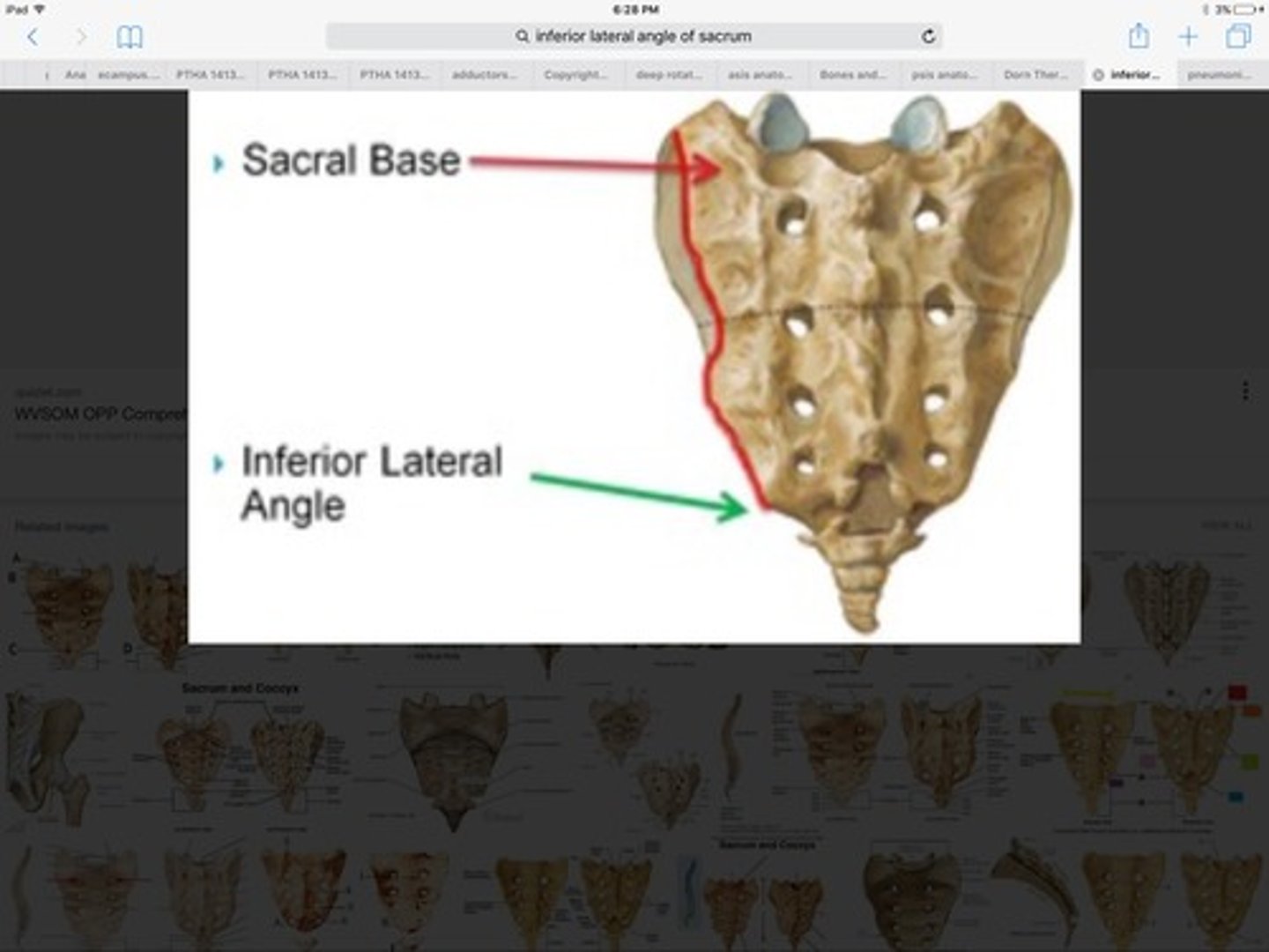 <p>-Sacral Sulci</p><p>-Thumbs walk down until you fall off sacrum</p>