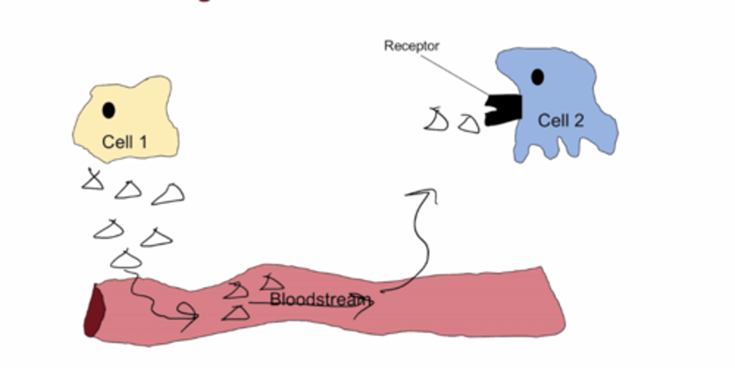 <p>Signals enter bloodstream and bind to a receptor that is far away (travels long distances)</p>