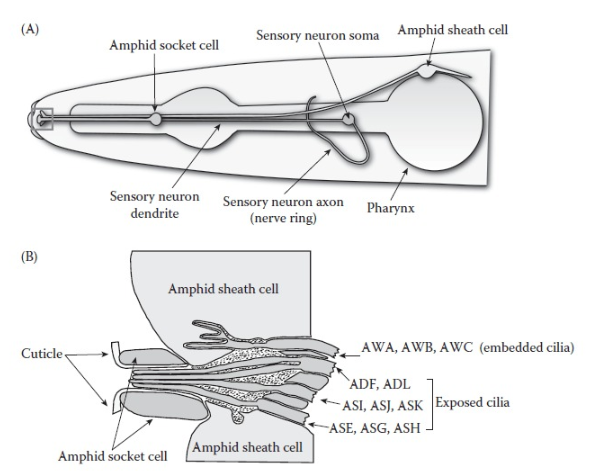 * Adult *C. elegans* have only 302 neurons. Of these, 32 (16 pairs) have been identified as chemosensory neurons. Chemosensory neurons are found in the amphid, phasmid, and labial organs. These neurons contain cilia that are exposed to the environment via socket or sheath cells.