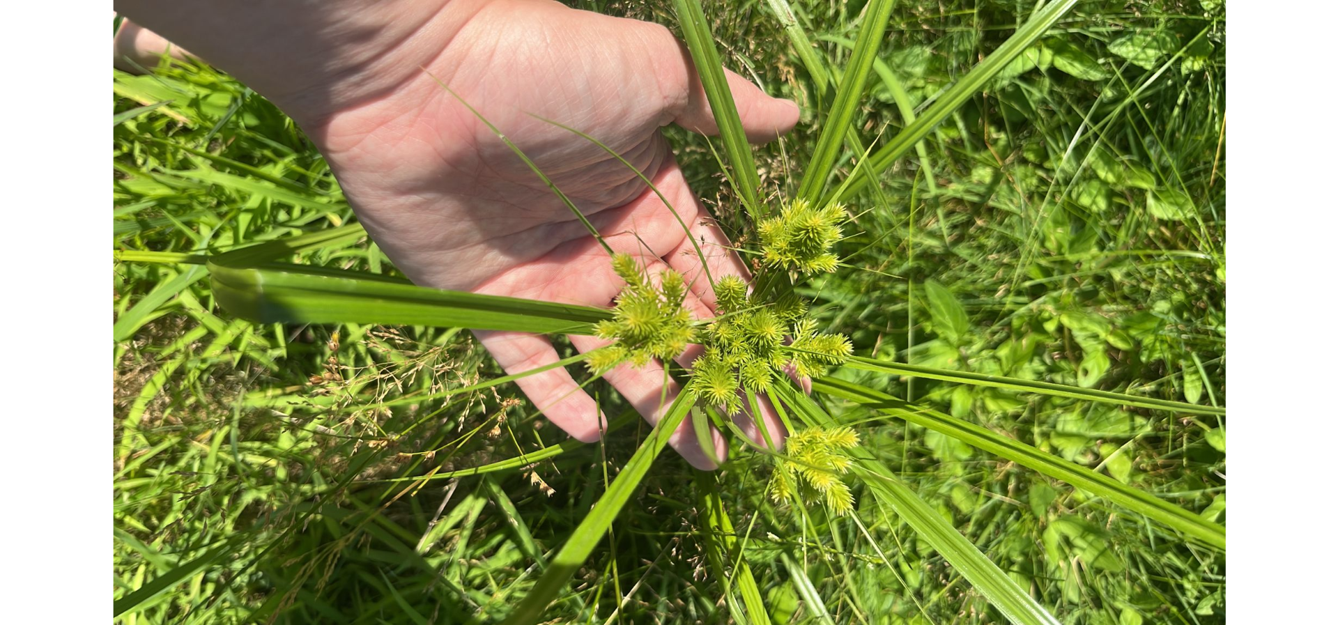<p>Achenes not enclosed, terminal clusters of spikelets with overlapping scales, smooth stems, no trichomes, very dense golden-colored scales</p>