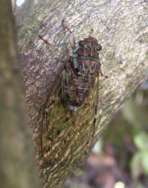 <p>Evening cicada </p>