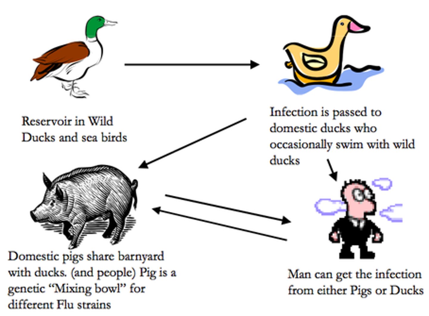 <p>An infectious disease that is transmissible from animals to humans.</p><p>Ex/wild animals or unvaccinated domestic animals</p>