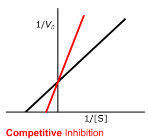 <p><u>Enzyme Kinetics - Competitive Inhibition</u></p><p>Does competitive inhibition change the y-intercept?</p><p>Does competitive inhibition change the x-intercept?</p>