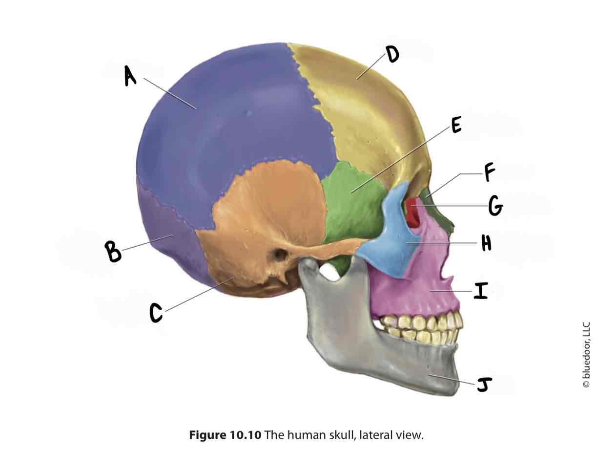 <p>What is the cranial/facial bone labeled H?</p>