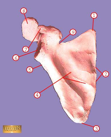 <p><span>Identify number 8.</span></p>