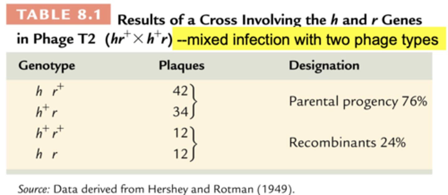 <p>mixed infection with two phage types</p>