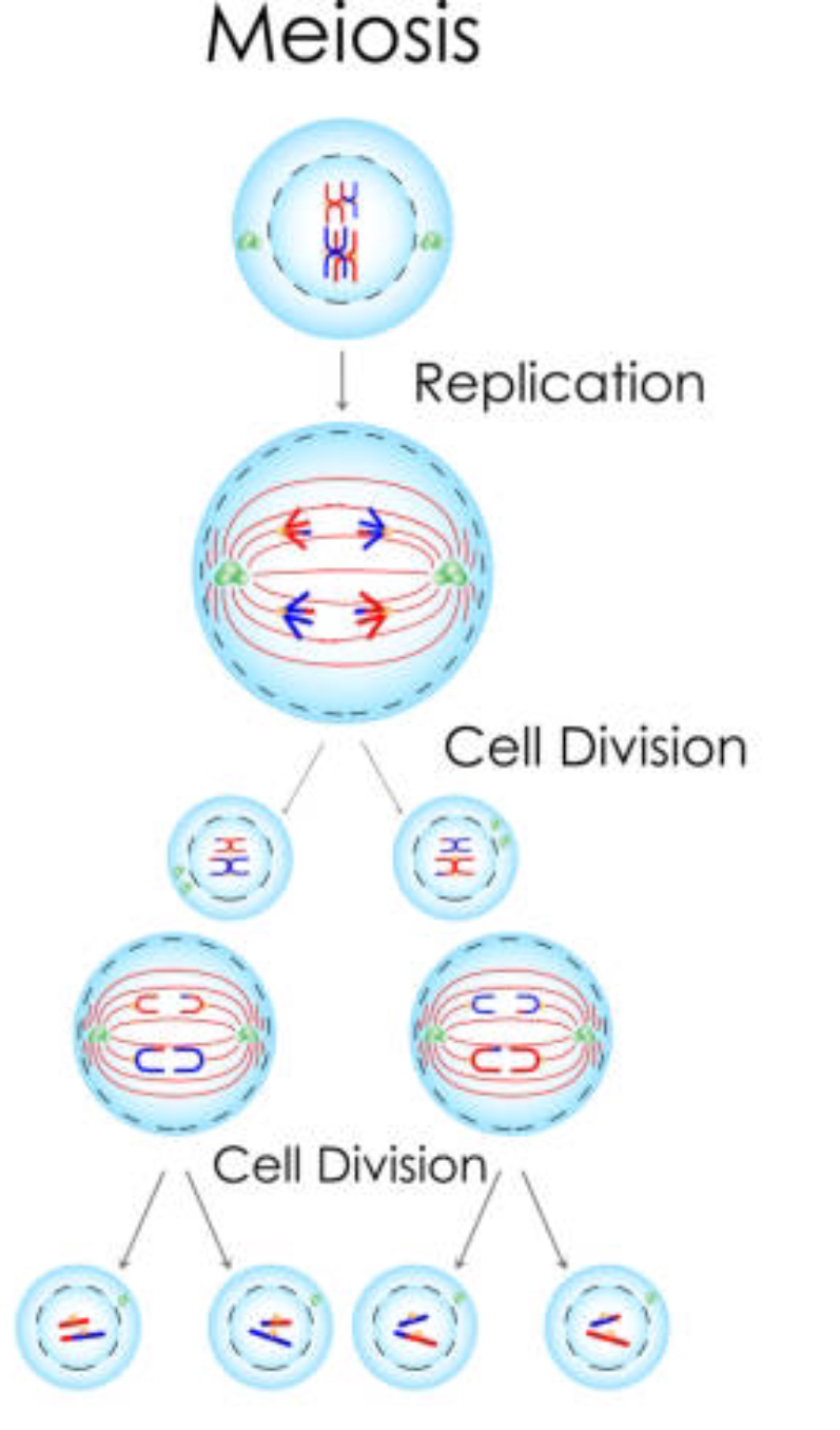 <ul><li><p>Mother cell has 4 chromosomes [2 pairs - diploid]</p></li><li><p>2 divisions</p></li><li><p>4 new cells have formed</p></li><li><p>Each cells has half the chromosomes as the mother - haploid</p></li><li><p>Cells are not genetically identical </p><p></p></li></ul>