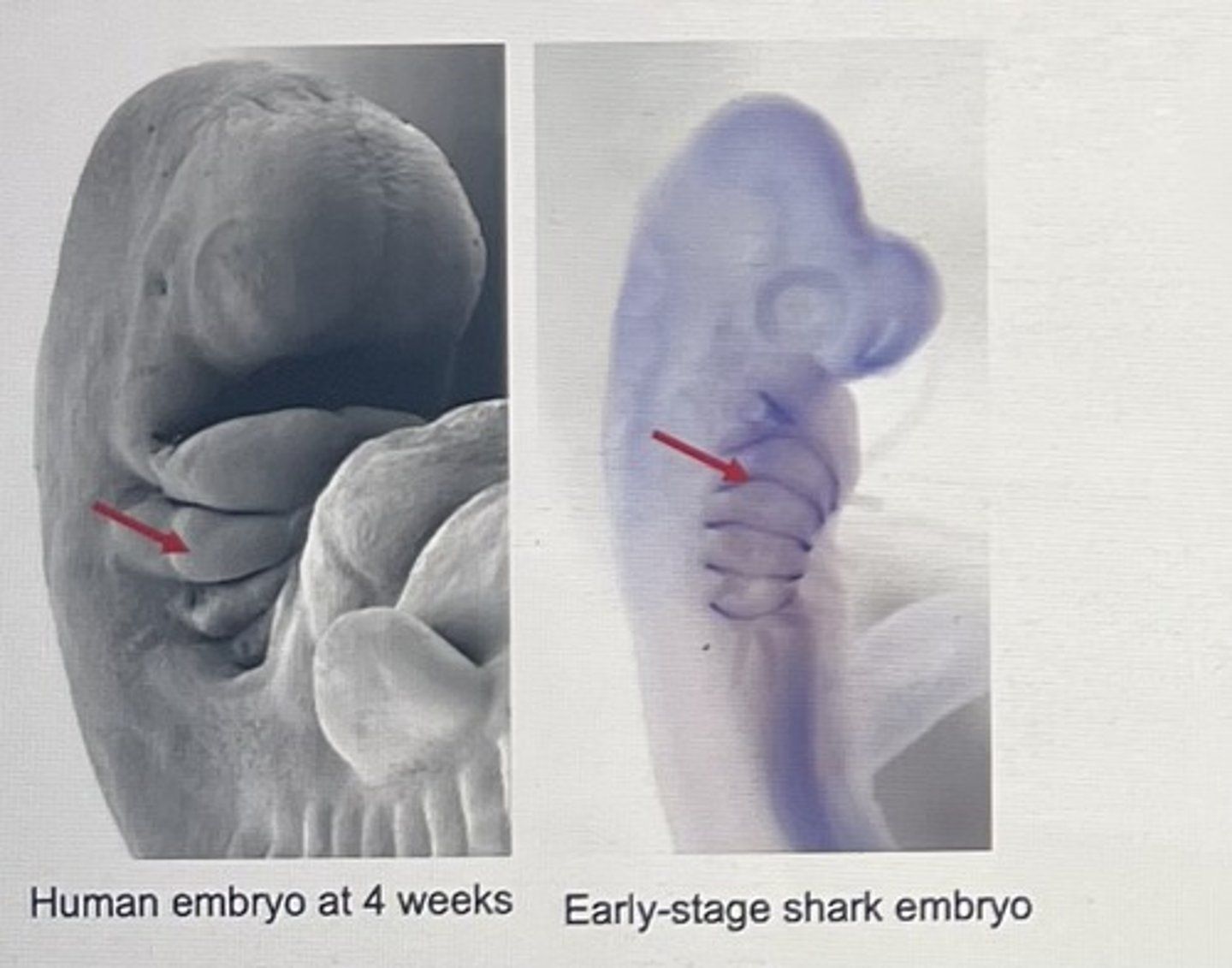 <p>The embryos of vertebrates have similar stages of development and have similar structures during these stages.</p>