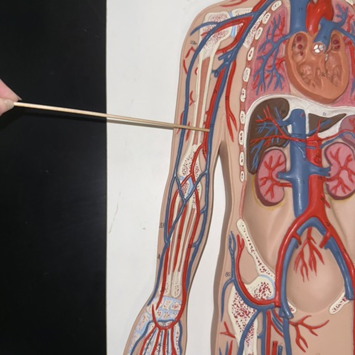 <p>Identify the structure.</p>