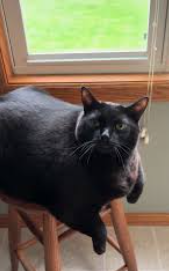 <p><span style="background-color: transparent;"><strong>Feline Diabetes Mellitus</strong></span></p>