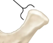 <p>What is the name of this bone in the skull?</p>