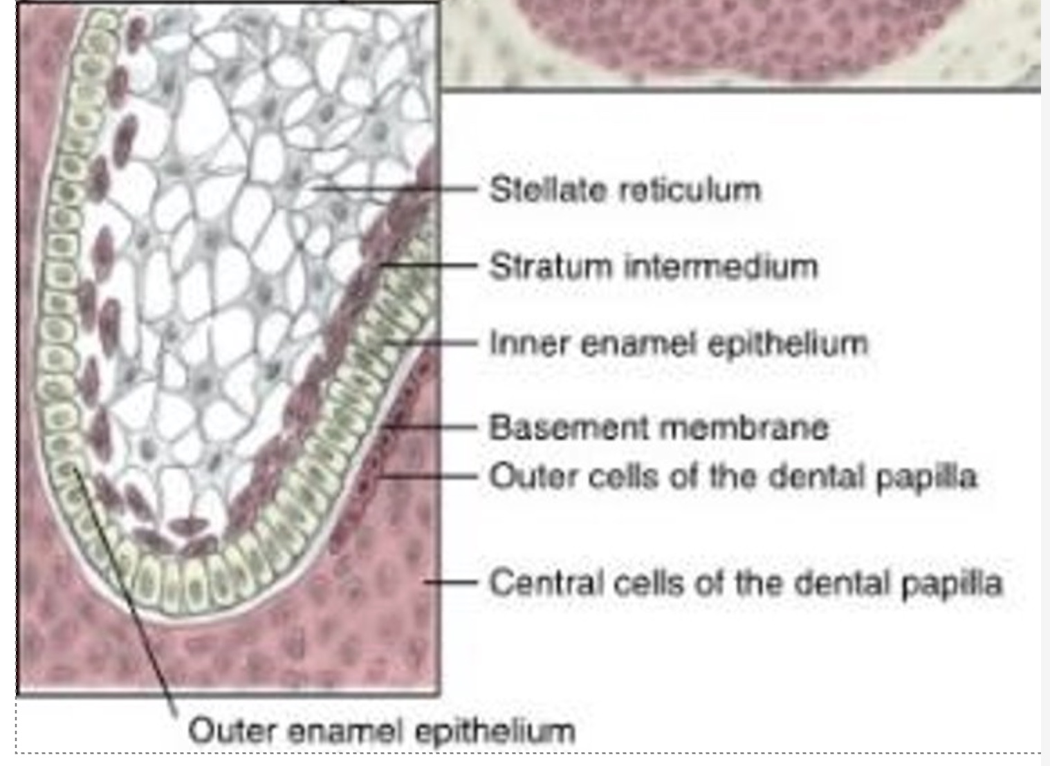 <p><span>inner enamel epithelium (IEE)</span></p>