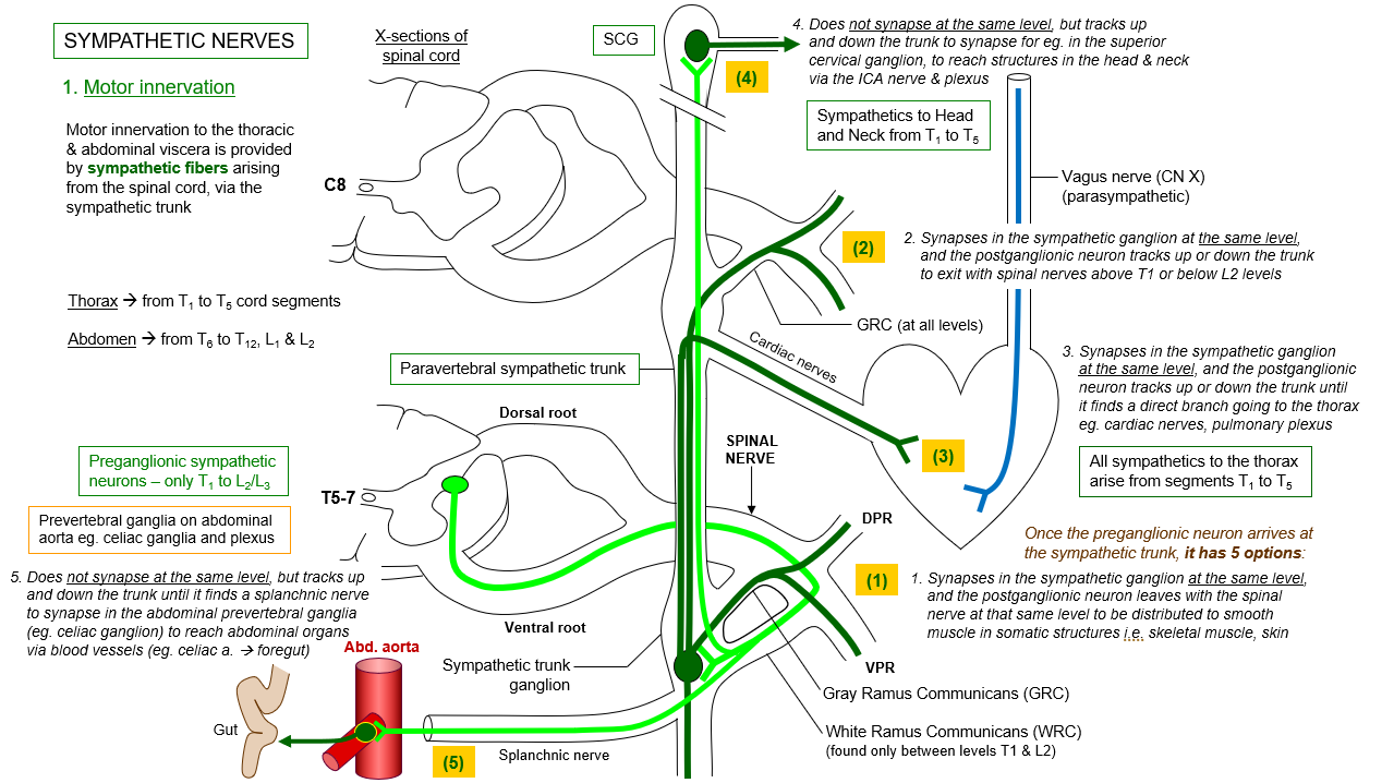 <p>in the lateral horn of the spinal cord, specifically in the thoracolumbar region (T1 to L2). </p>