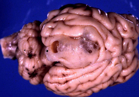 <p>What condition does this sheep have? Causative agent?</p>