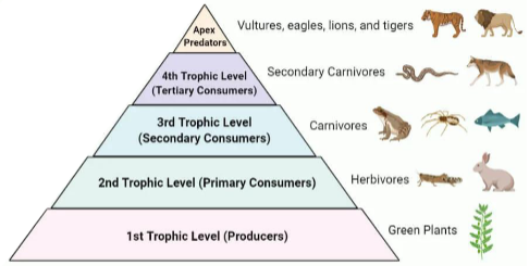 <p>Primary Producers (Plants)</p><p>Primary Consumers (Herbivores)</p><p>Secondary Consumers (Carnivores)</p><p>Tertiary Consumers (Secondary carnivores)</p><p>Apex Predators (Vultures, eagles, lions, tigers)</p>