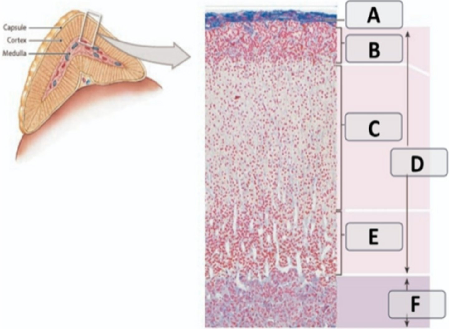 <p>adrenal medulla</p>
