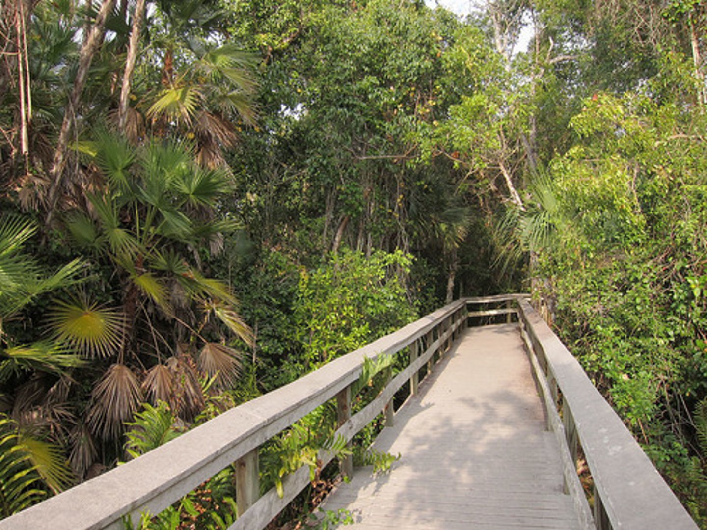 <p>highest habitat in Everglades<br>dry year round<br>trees protect hammocks from sun and wind making it moist and humid</p>