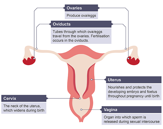<p>make and release eggs/ ova, <span><span>protecting and nourishing the foetus until birth</span></span></p>