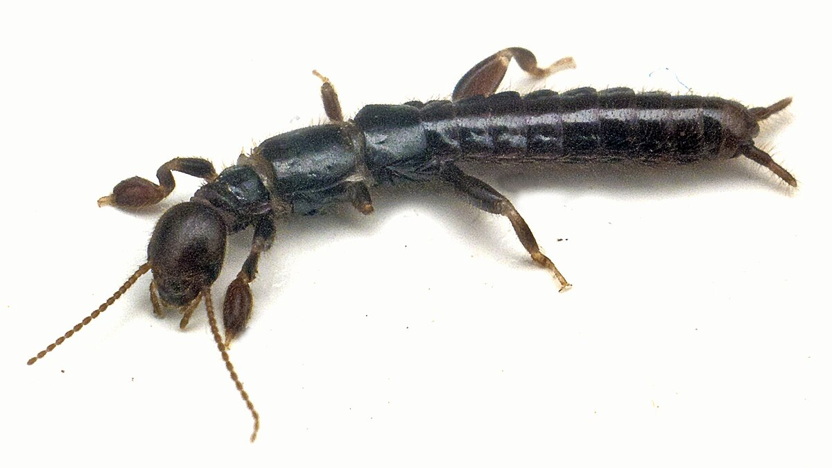 <p>order</p><p>no sphincter thingy </p><p>long</p><p></p>