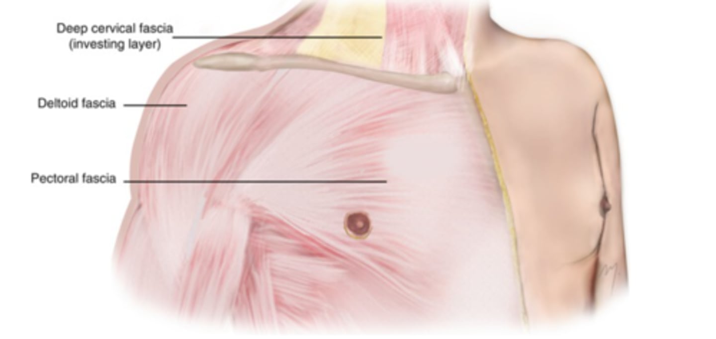 <p>invests pectoralis major muscle and is continuous inferiorly with the fascia of the anterior abdominal wall</p>