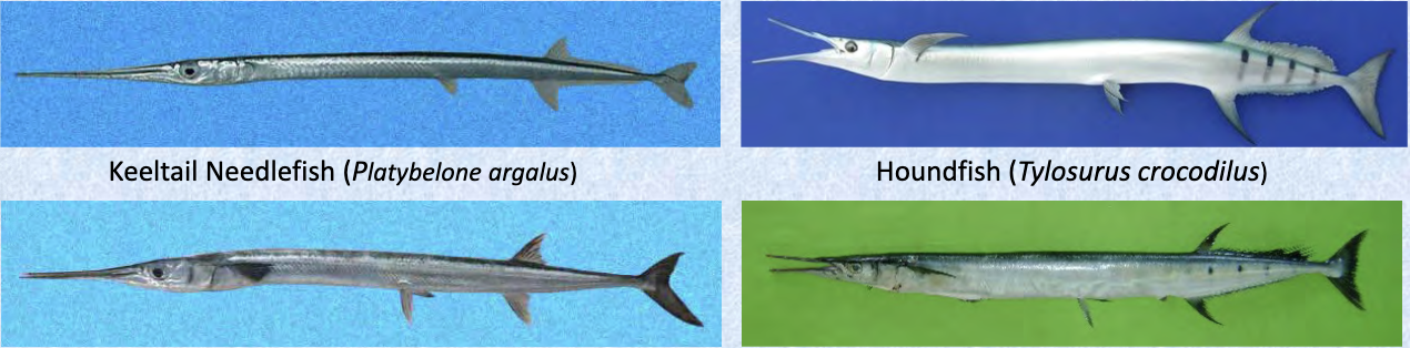 <p>needlefishes</p><p></p><p></p><p>Key traits:</p><ul><li><p>44 spp, 4 in Hawaii</p></li><li><p>epipelagic oceanic to coastal/freshwater</p></li><li><p>sharp needlelike teeth, elongated jaw, dorsal and anal fins set back</p></li></ul><p></p>