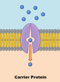 <p>A type of integral proteins which will see something a cell needs and allow it to enter the cell safely. These can go against the concentration gradient and DO require ATP</p>