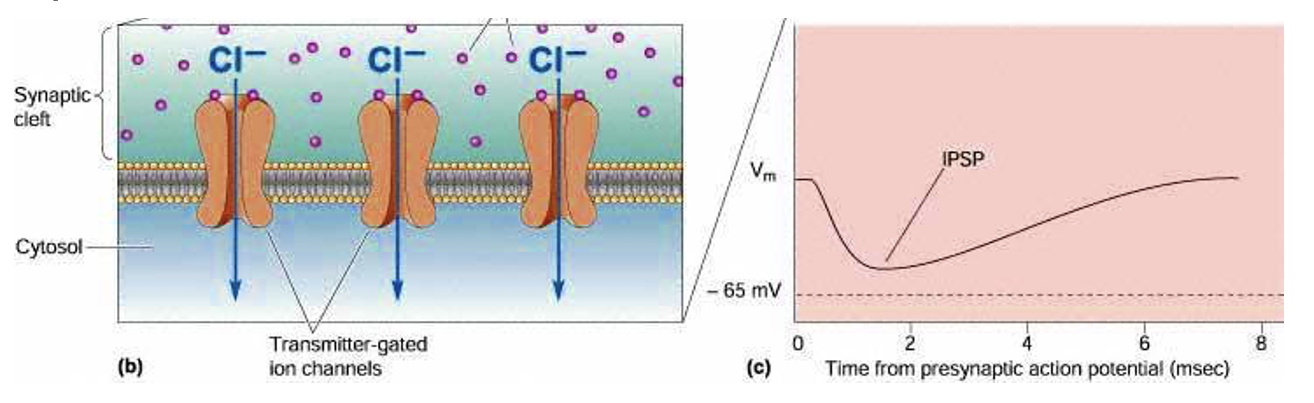 <p>Usually an inhibitory transmitter in CNS. Produces IPSPs via GABA-gated chloride channels (GABAa receptors), if the membrane potential is above chloride’s Nernst potential (slightly more +ive than the mems resting pot = at rest no inflow on Cl- in cell). </p>