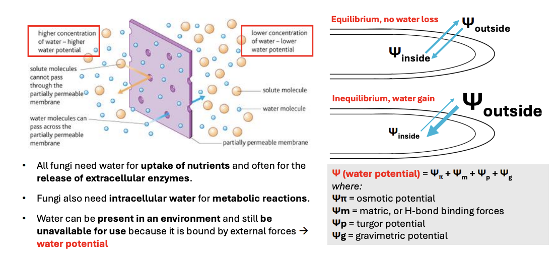 <ul><li><p>All fungi need water for <strong>nutrient uptake, release of extracellular enzymes, intracellular water for metabolic reactions</strong></p></li><li><p>Water may be present in environment but still not be available for use because it’s bound by external forces → water potential</p></li><li><p>Water potential = Ψπ + Ψm + Ψp + Ψg</p><ul><li><p><strong>osmotic potential + matric (H-bond binding forces) + turgor potential + gravimetric potential</strong></p></li></ul></li><li><p>At equilibrium = no water loss, free flow of water inside &amp; outside</p></li><li><p>Inequilibrium → when there’s more water outside → water influx</p></li></ul><p></p>