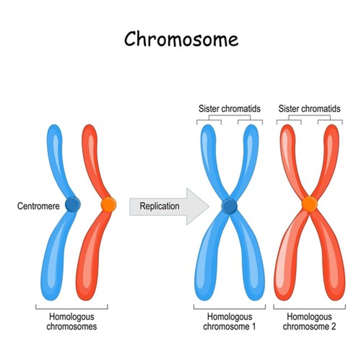 <p>Identical copies of a chromosome joined together.</p>