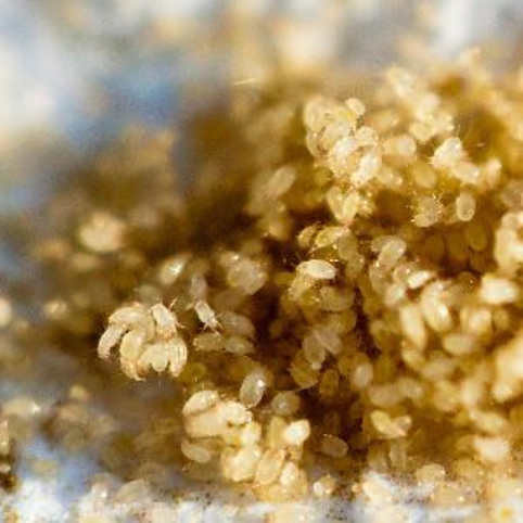 <ul><li><p>Proglottids and eggs in feces of infected ruminants​</p></li><li><p>Cysticercoid found inside oribatid grain mites that have ingested hexacanth embryo​</p></li><li><p>Ruminants infected by eating infected grain​</p></li><li><p>Each cysticercoid forms one adult​</p></li><li><p>Large numbers of adults can block intestines, especially in young animals​</p></li><li><p>Pasture rotation as well as management of grain mites can help with reinfection rates</p></li></ul><p></p>