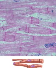 <p>Cardiac Cell Shape </p>