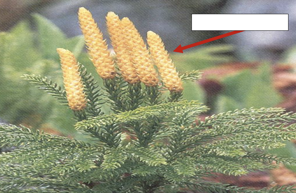 sporophyll aggregate