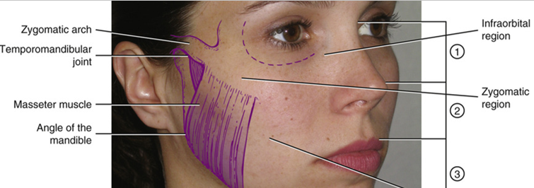 <ul><li><p>located inferior to orbital region and lateral to nasal region</p></li></ul><p></p>