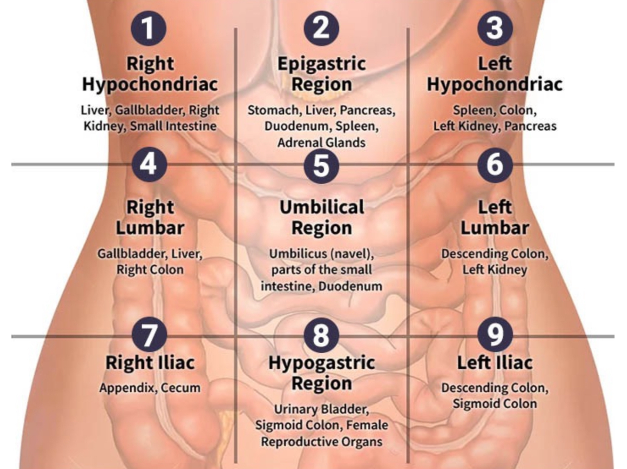 <p><span><strong>What are the abdominopelvic regions of the human body? Be able to identify them in an image:</strong></span></p>