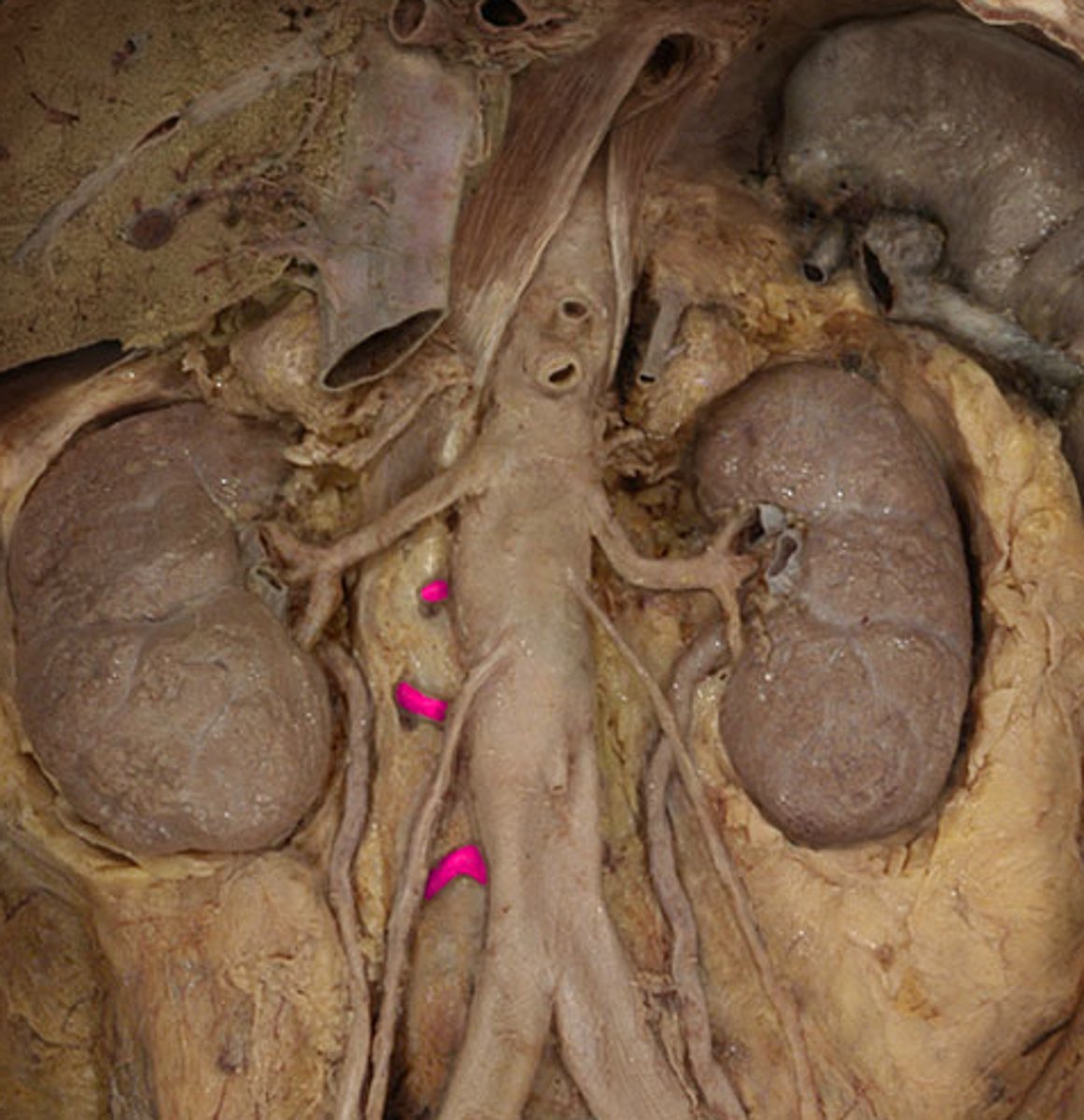 <p>supply posterior abdominal wall</p>