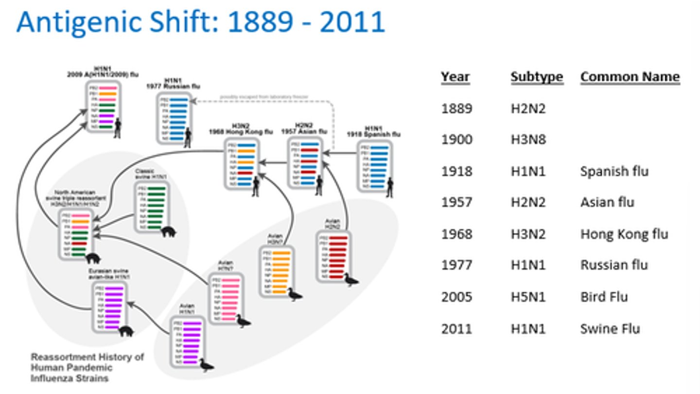 <p>- Shift swaps entire proteins between strains, creating a new virus.</p><p>- Drift involves small mutations in viral genes over time.</p>