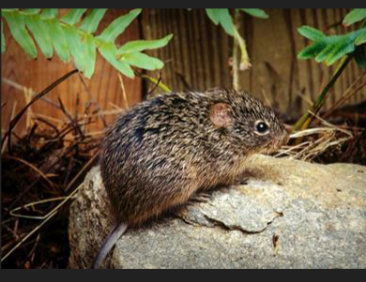 <p>What is the scientific name of this species</p>