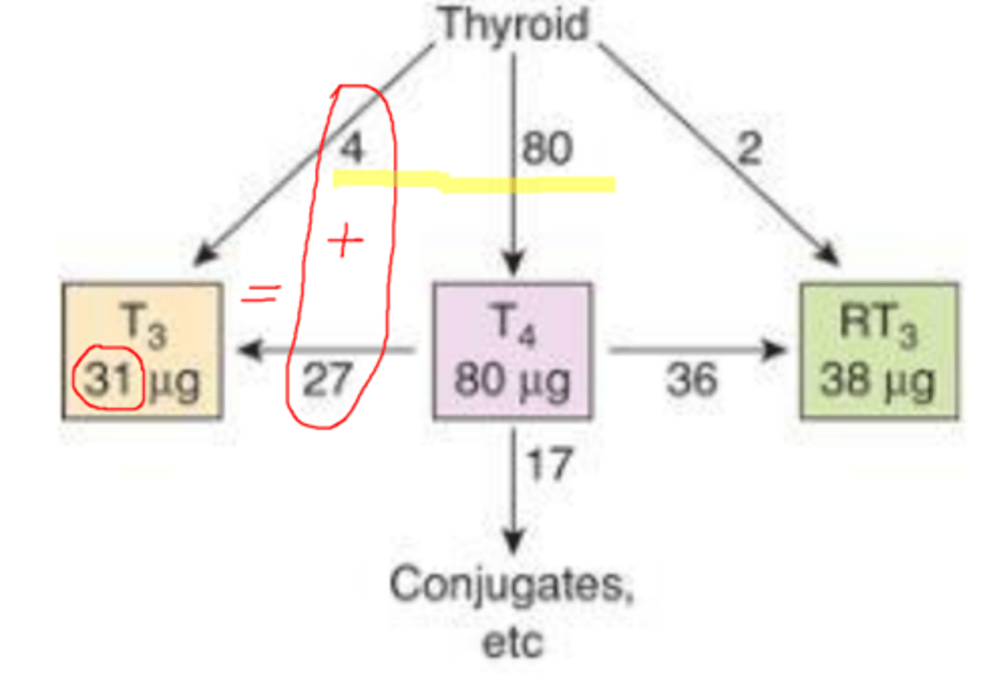 <p>Figures are in micrograms per day. Note that most of the T3 and RT3 are formed from T4 deiodination in the tissues and only small amounts are secreted by the thyroid</p>