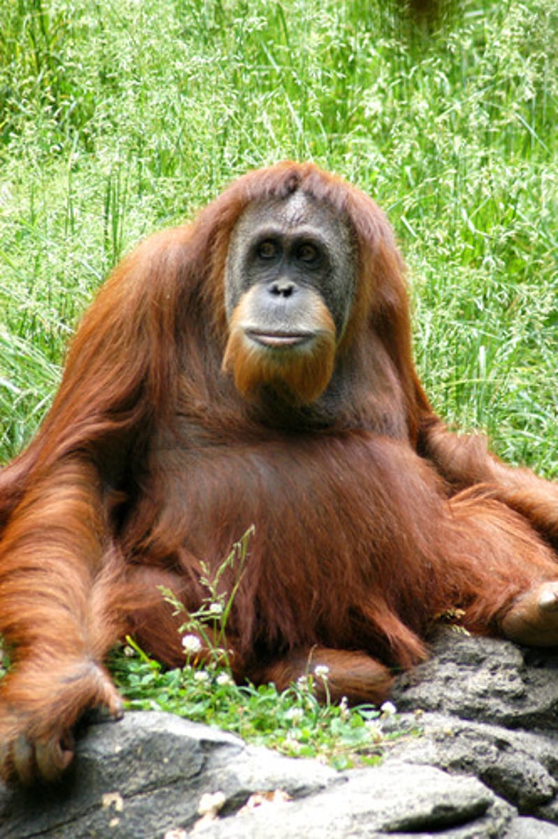 <p>an ape that lives in trees 오랑우탄</p>