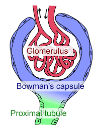 <p>The urinary space surrounding the glomerulus where filtered plasma collects</p>