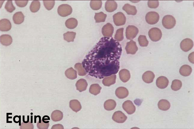 <p>What type of WBC is this? </p>