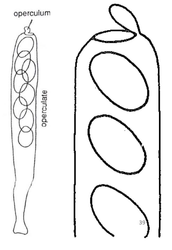Single functional wall
Wall doesnt separate during ascospore discharge
Built in lid (operculum) at the tip
Found only in apothecial ascomata