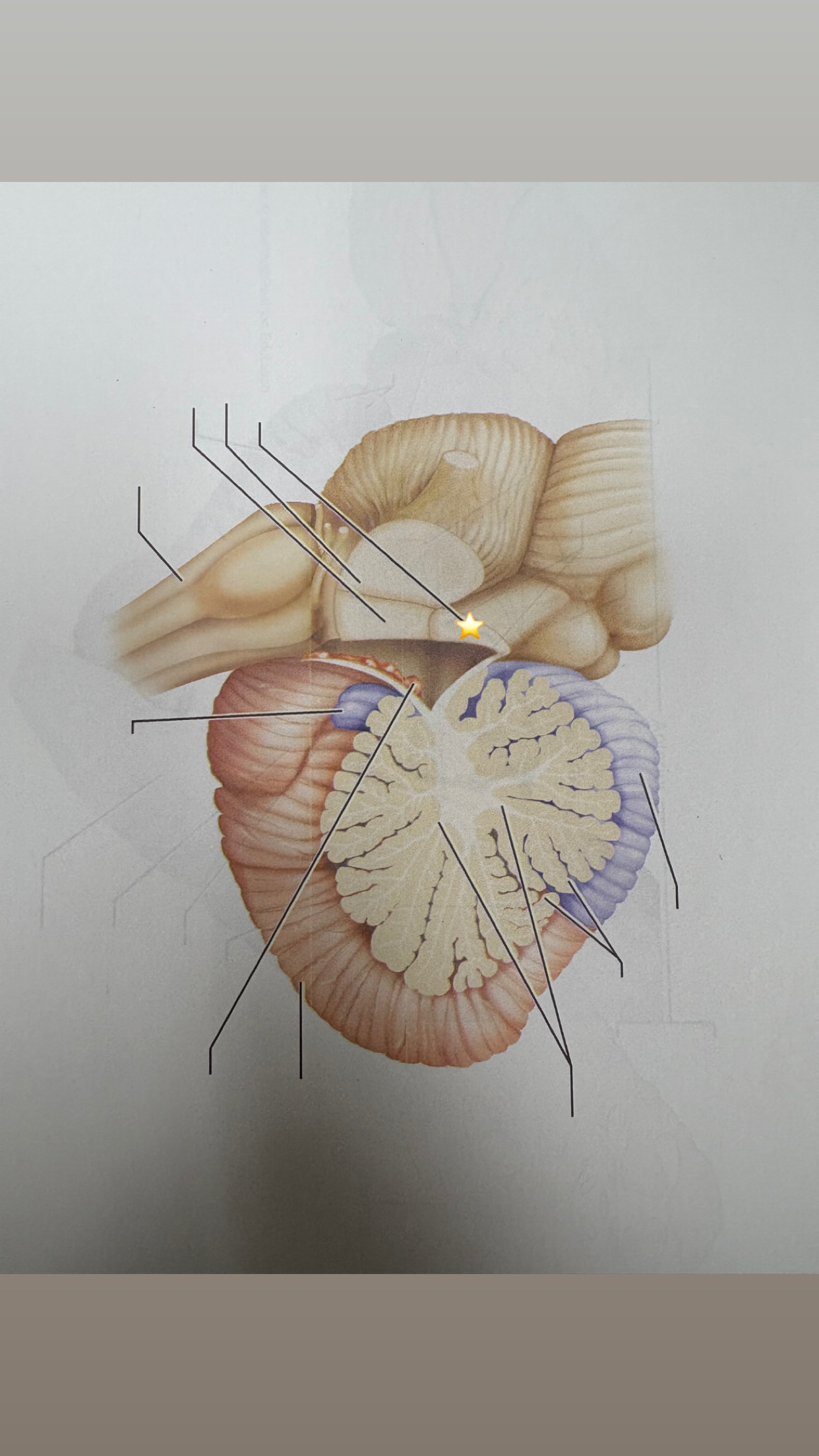 <p>name the starred structure</p>