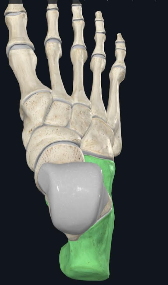 <p>1)Hueso corto, que se artiucla en dirección superior y medial del talus y en dirección anterior con el hueso cuboides</p><p>2)Se divide en seis caras: anterior, superior, lateral, medial, posterior e inferior</p>